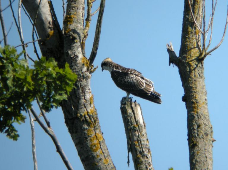 Balbuzard pêcheur 