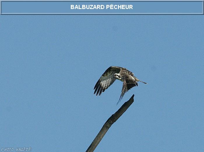 Balbuzard pêcheur 