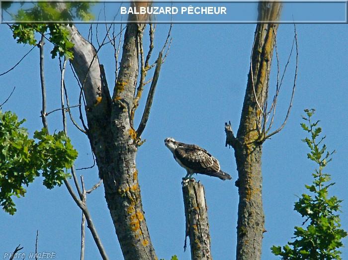 Balbuzard pêcheur 