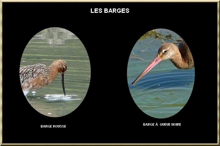 BARGES