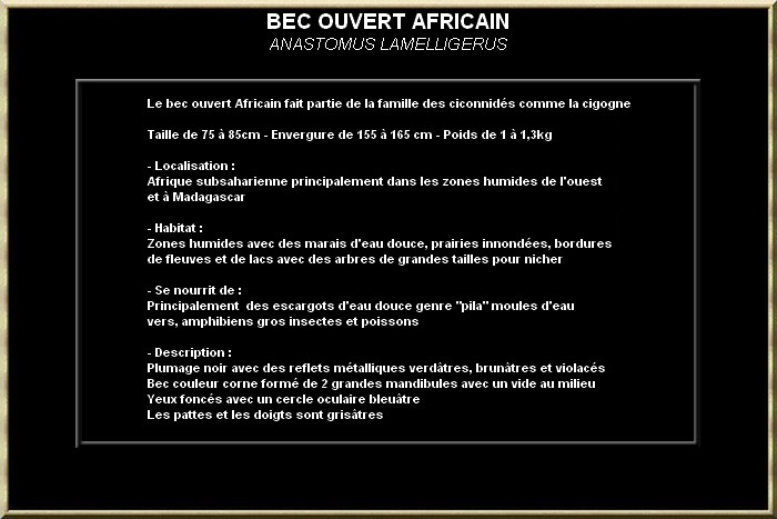 BEC OUVERT AFRICAIN