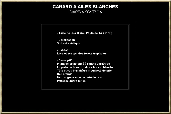 Canard à ailes blanches