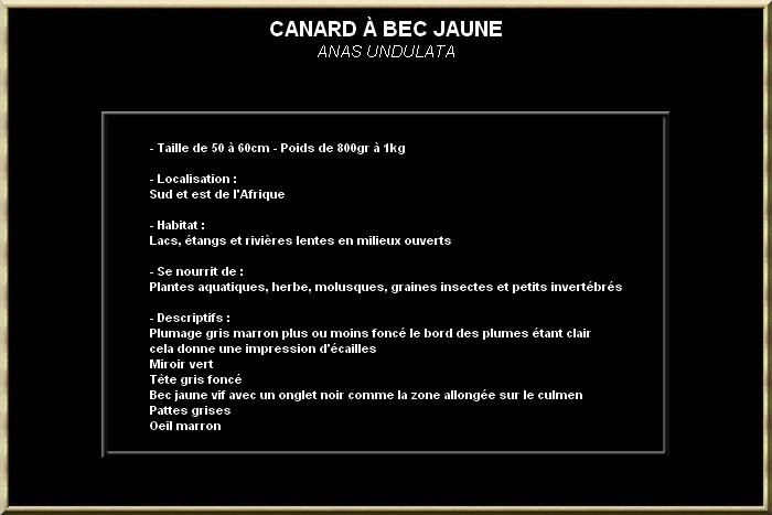 Canard à bec jaune