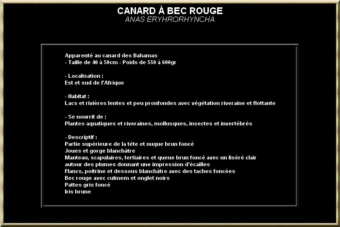 Canard a bec rouge