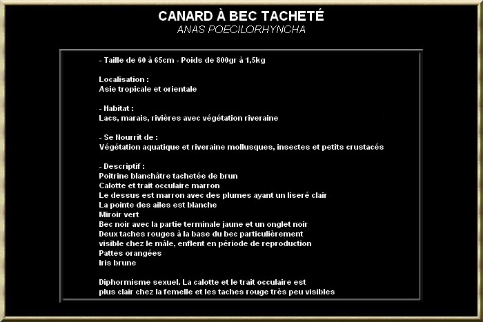 Canard à bec tacheté