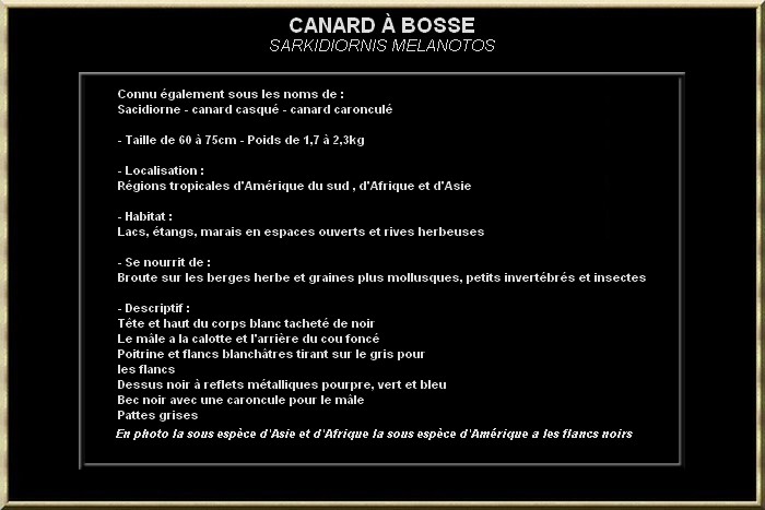 Canard à bosse