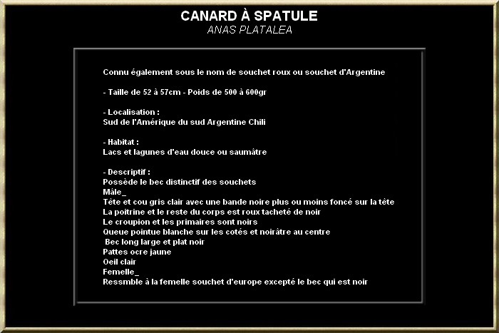 Canard à spatule