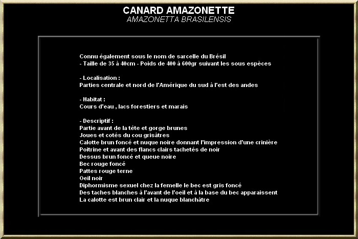 Canard amazonette