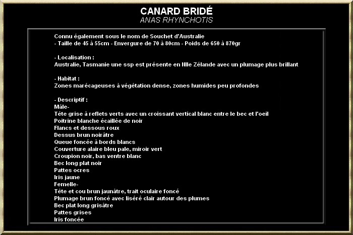 Canard bridé