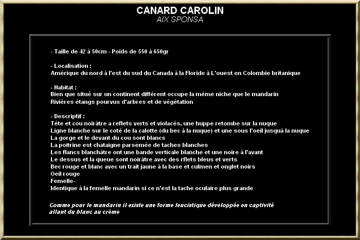 Canard carolin