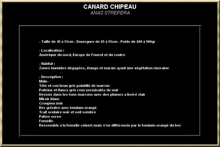 Canard chipeau