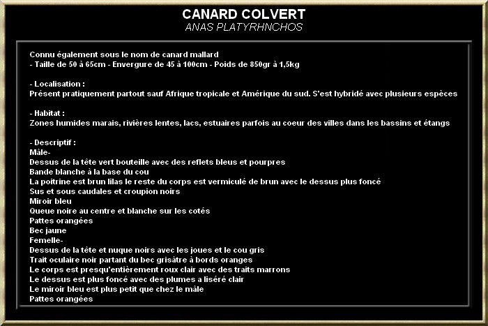 Canard colvert