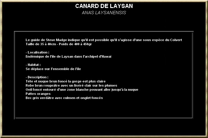 Canard de Laysan