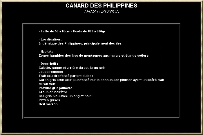 Canard des Philippines