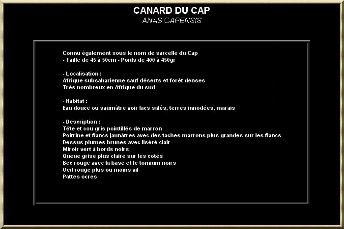Canard du Cap