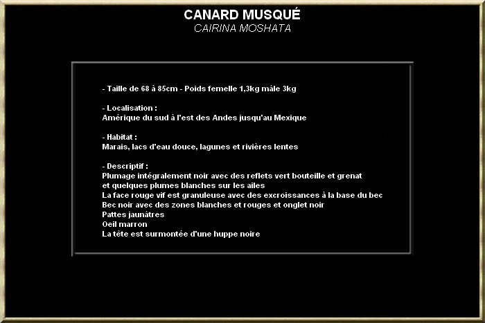 Canard musqué