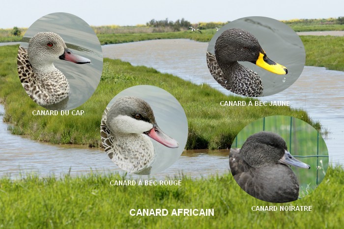 Canards africains