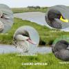 Canards Africains