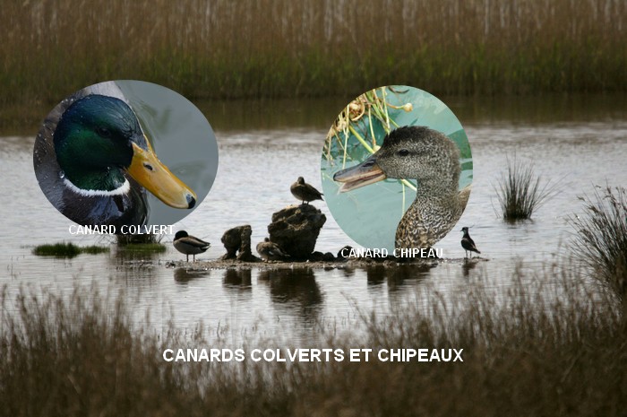 Colvert et apparenté