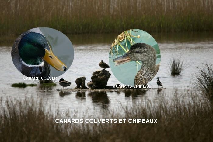 Canards colvert et chipeau