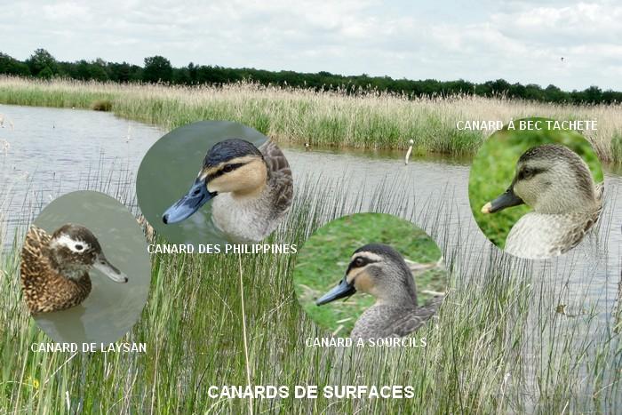 Canards de surfaces