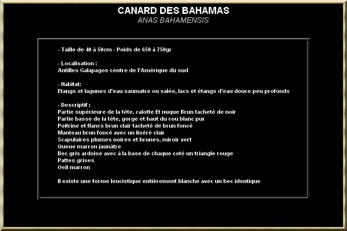 Canard des Bahamas