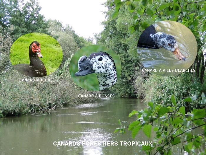 Canards forestiers