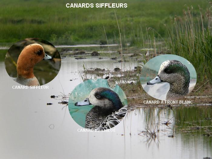 Canards siffleurs