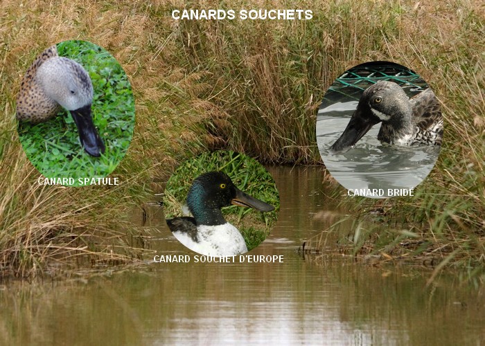 Canard souchet et apparentés