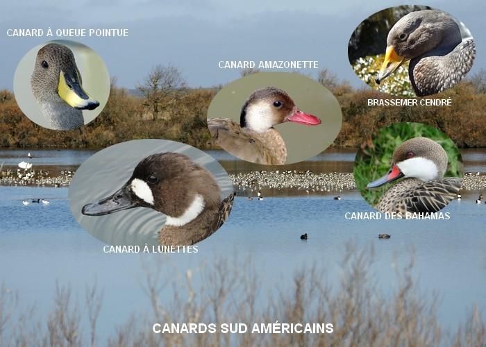 Canards sud americains