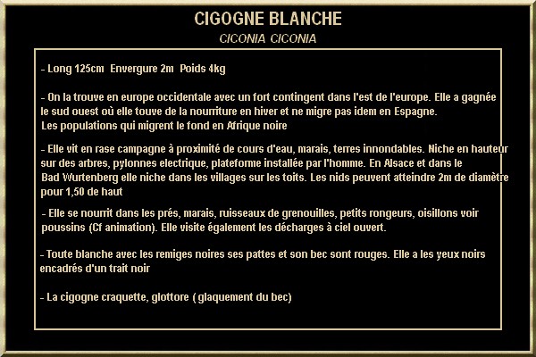 CIGOGNE BLANCHE