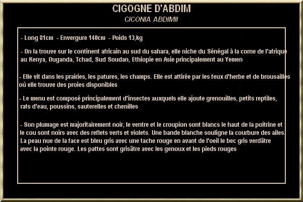 CIGOGNE DABDIM