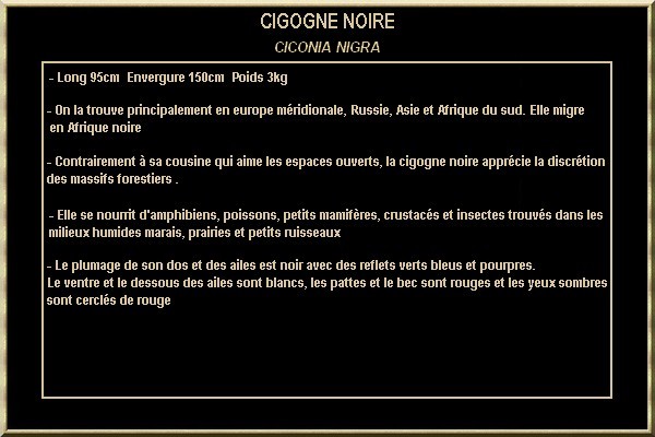 CIGOGNE NOIRE