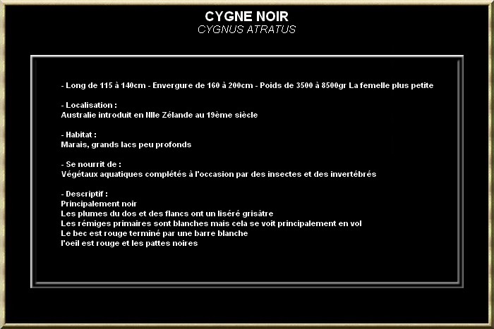 Cygne noir