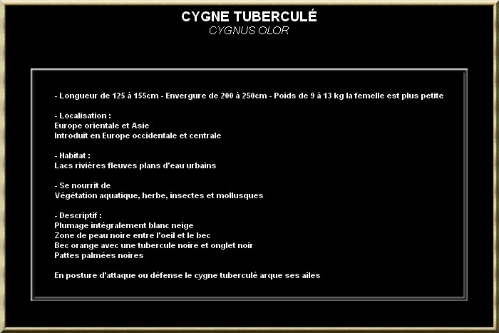 Cygne tubercule