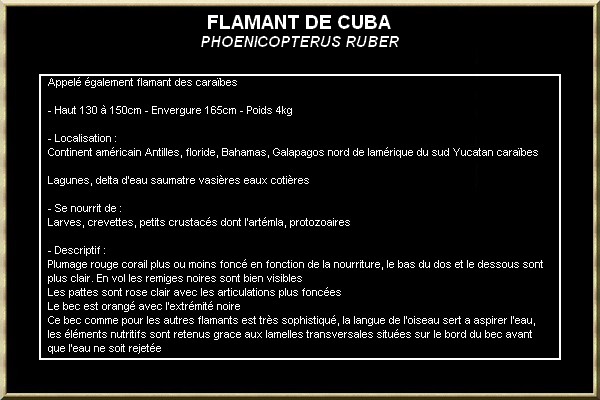 FLAMANT DE CUBA