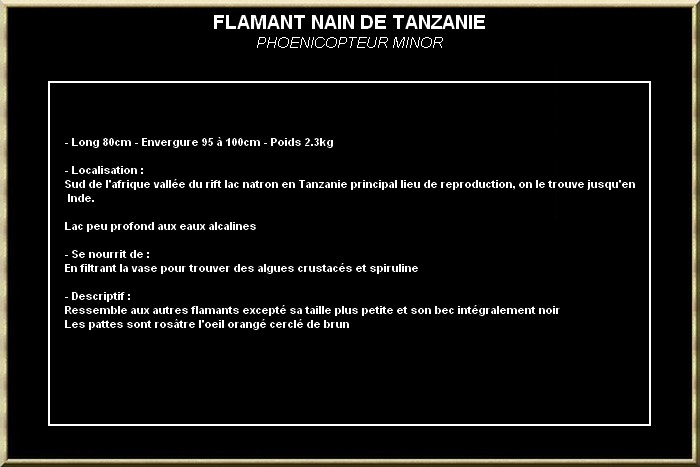 FLAMANT NAIN DE TANZANIE