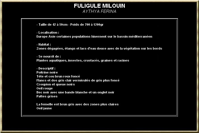 Filigule milouin