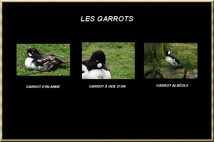 Garrot