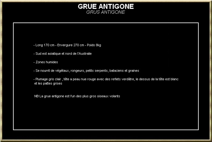 GRUE ANTIGONE