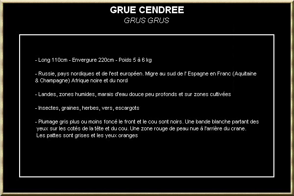 GRUE CENDREE