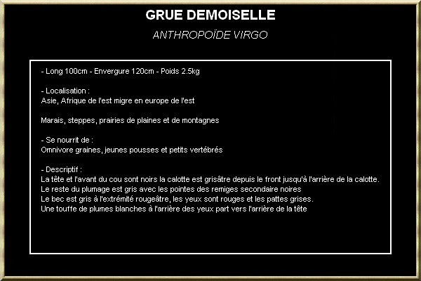 GRUE DEMOISELLE