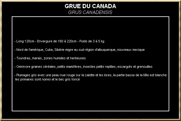 GRUE DU CANADA