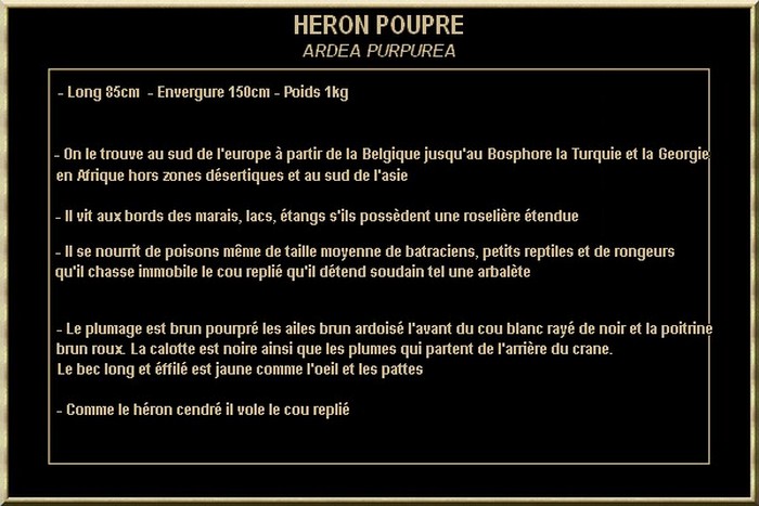 HERONS POURPRES