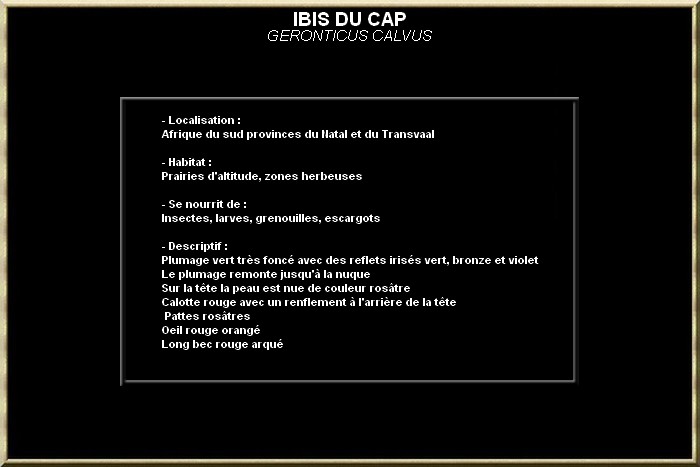 IBIS DU CAP