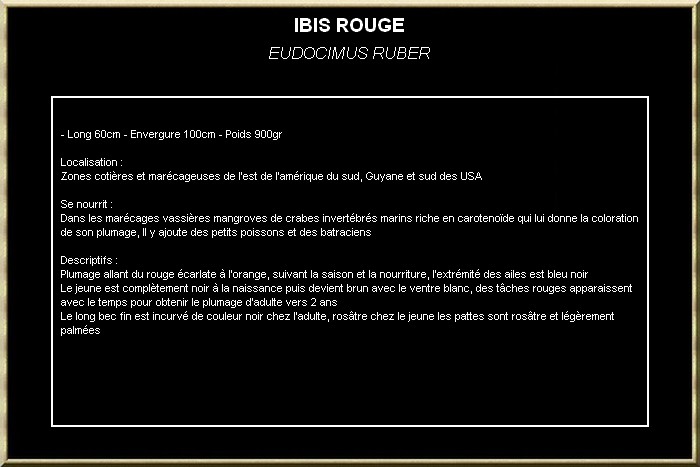 IBIS ROUGE