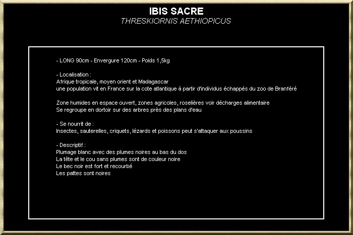 IBIS SACRE