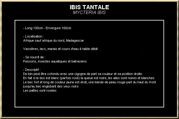 IBIS TANTALE