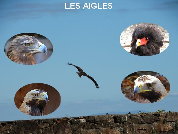 LES AIGLES