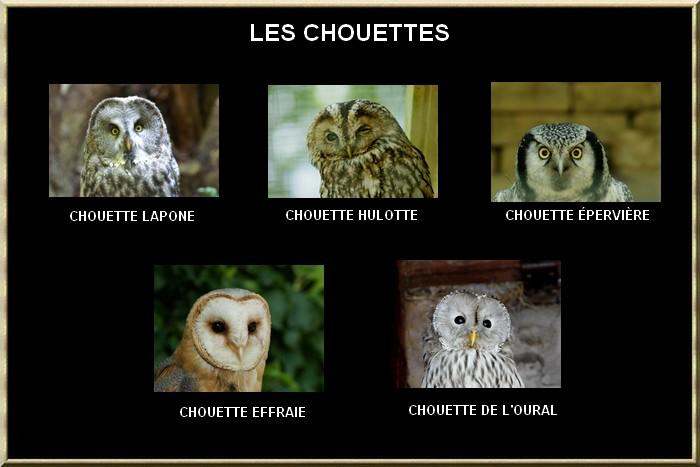 Les chouettes